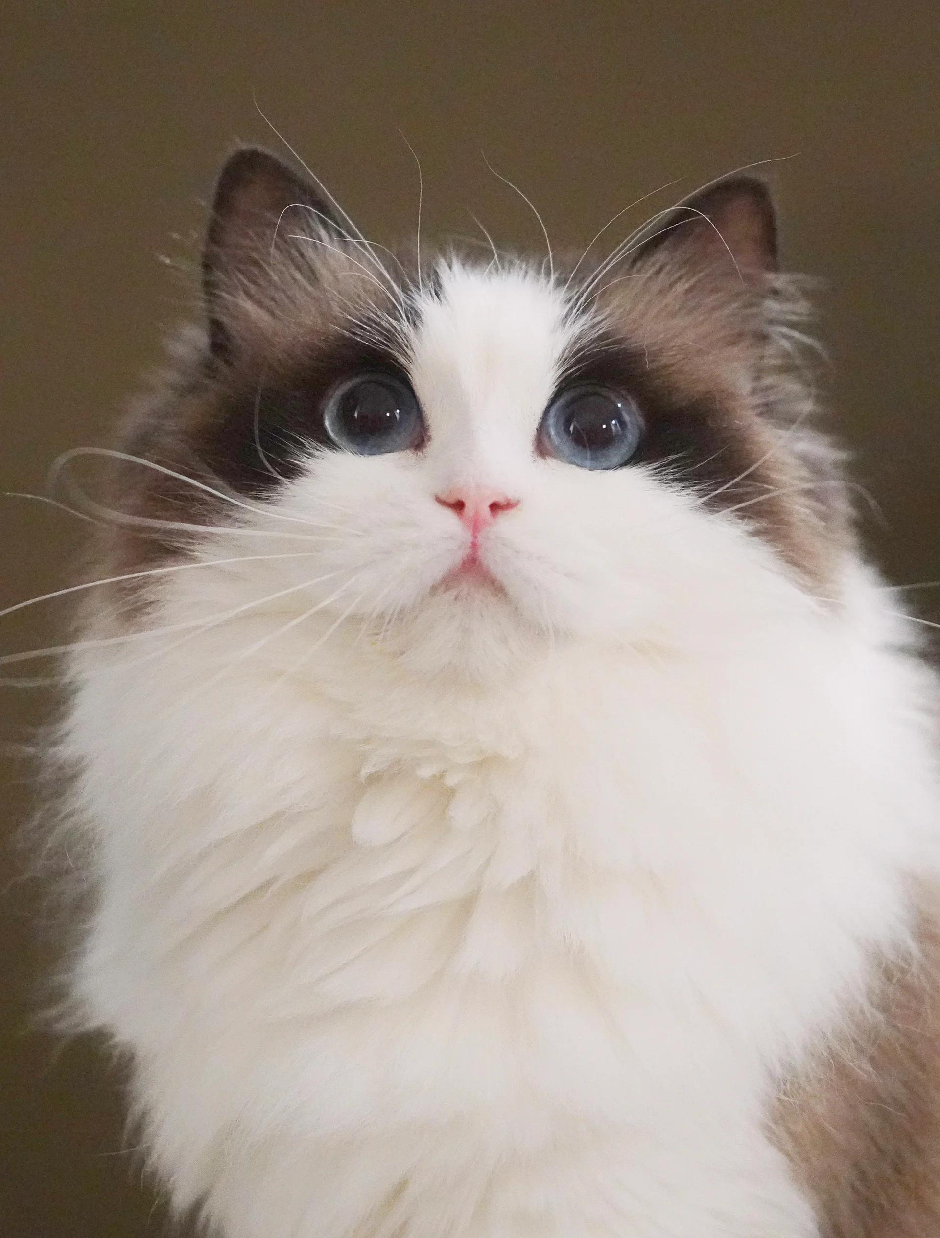 Beautiful Ragdoll Cat